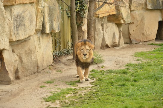 zoo Praha 1