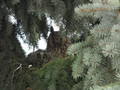 Kalosci 1