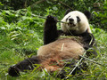 Planeta Země 3000: Čína - říše mocného draka - Panda velká Planeta Země 3000: Čína - říše mocného draka - Panda velká