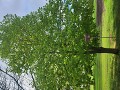 Sekundy v Libici nad Cidlinou a Poděbradech