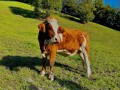 zlatá expedice 25 Kaprun zlatá expedice 25 Kaprun