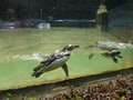 ZOO Liberec tučňáci