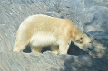 zoo praha 1