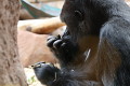 ZOO Praha 2023