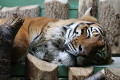 ZOO Praha 2023