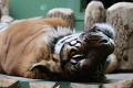 ZOO Praha 2023