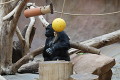 zoo praha