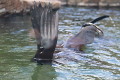zoo praha